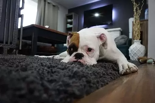 Dog on new flooring